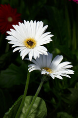 Obraz premium weisse Gerbera mit Biene