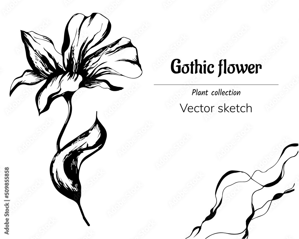 Wall mural Ink drawn flower isolated on white background, gothic style black and white vector illustration