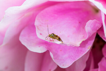 Macro photography of an insect in its natural habitat