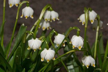 Spring snowflake is blooming. Spring snowflake (lat. Leucojum vernum) is a plant species of the...