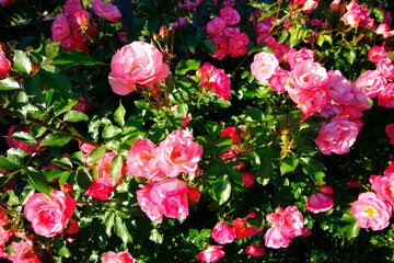 Roses, Inniswood Metro Gardens, Westerville, Ohio