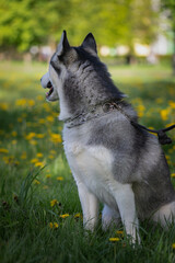 Beautiful thoroughbred husky on a walk on a leash in a summer park.