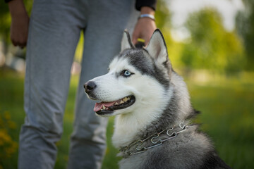 Beautiful thoroughbred husky on a walk on a leash in a summer park.