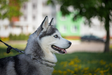 Beautiful thoroughbred husky on a walk on a leash in a summer park.