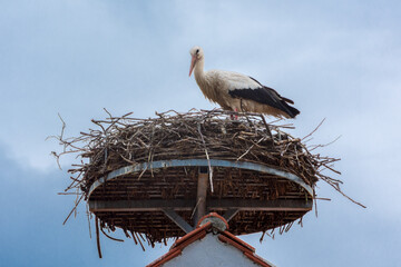 Storch im Nest