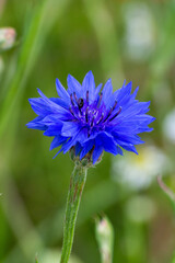 Kornblume in der Wiese