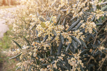 A blooming olive tree on an oil production farm at spring. Flowers and petals close-up on a branch