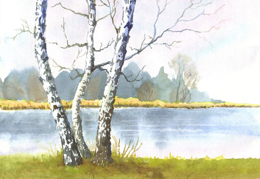 Watercolor hand drawn illustration of birches in autumn, a lake and distant trees