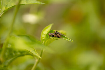 Side view of housefly mating on a green leaf.