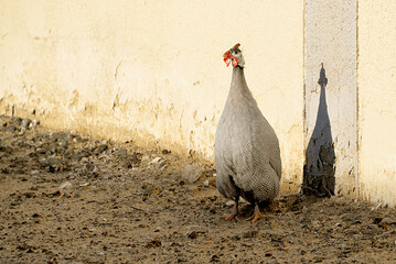 white rooster on the ground