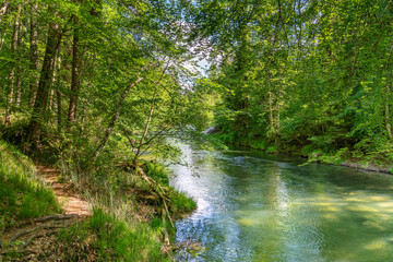 Idyllischer Buchenwald an der Mangfall