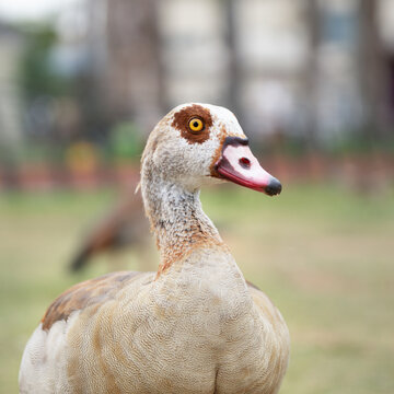 Portrait of the nile goose in profile