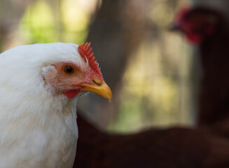 close up of chicken head with room for text