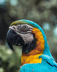 blue and yellow macaw bird wildlife tropical animal nature parrot wild pet feather beautiful red beak colourful wing blue exotic yellow jungle isolated colour green bright