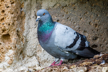 Pigeon relaxing on a wall