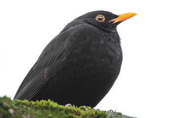 Amsel Porträt
