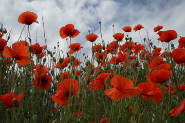 Red poppy flowers on the cloudy sky background