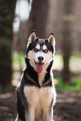 Dog muzzle portrait. Beautiful dog with expressive eyes looking at camera. Siberian Husky in the forest. Concept of pets, animal care, veterinary medicine, pet supplies, pet food. - 509859815