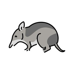 Australian bandicoot color line illustration. Animals of Australia