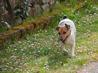 jack russell terrier