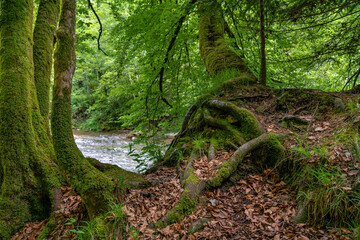 Mystischer Platz im Buchenwald