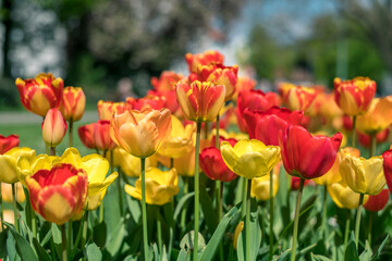 Farbenprächtige rot-gelbe Tulpen auf einer Wiese