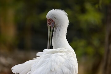 spoonbill