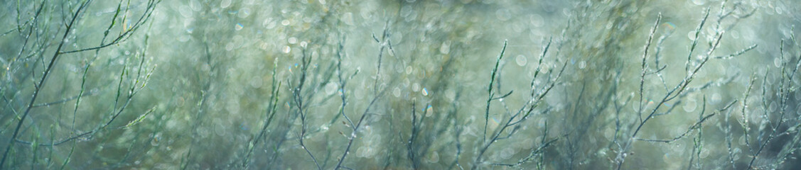 dewy plants on a morning meadow with beautiful light bokeh