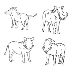 Black and white vector line drawing of a Warthog's face