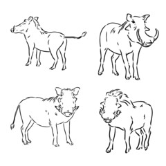 Black and white vector line drawing of a Warthog's face