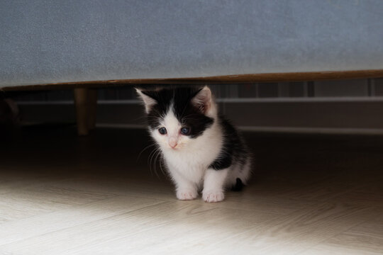 A Sad Black And White Kitten Sits Under The Couch