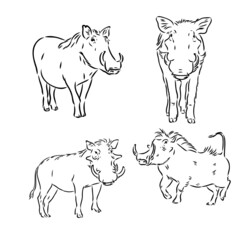 Black and white vector line drawing of a Warthog's face