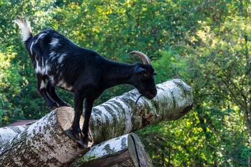 Ziege im Wildpark Poing