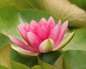 Seerosen - Lotusblüten
