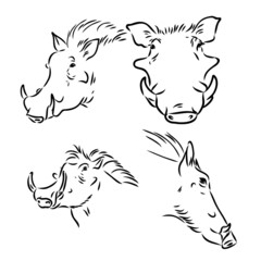 Black and white vector line drawing of a Warthog's face