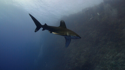 Longimanus (Oceanic White Tip Shark) at Daedalus Reef in Egypt