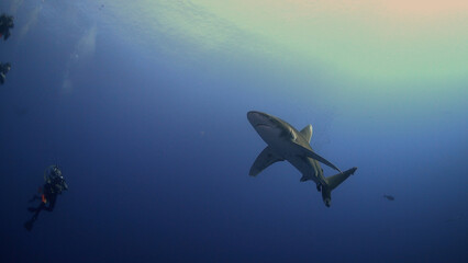 Obraz na płótnie Canvas Longimanus (Oceanic White Tip Shark) at Daedalus Reef in Egypt
