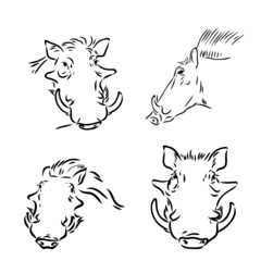 Black and white vector line drawing of a Warthog's face