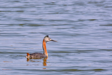 Great Grebe (Podiceps major), the largest of the grebes swimming alone in a lagoon.