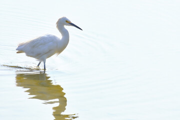 Snowy Egret (Egretta thula), adult heron perched on water, white background.