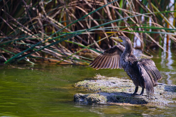 Neotropic Cormorant (Phalacrocorax brasilianus), beautiful juvenile specimen perched on the edge of a wetland stretching its wings receiving the sun.