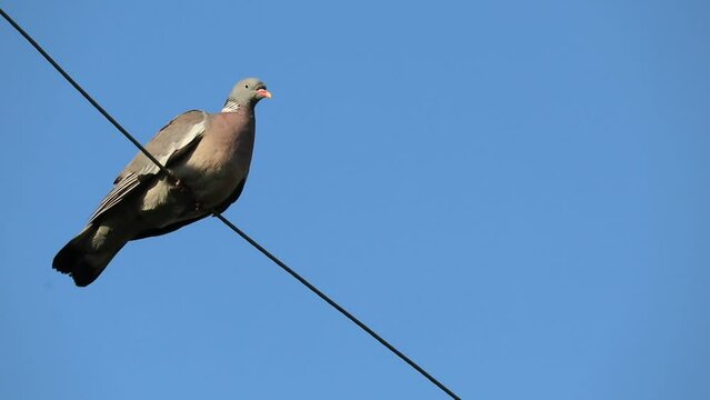 The pigeon sits on an electric wire. The pigeon takes off from the wire. Slow motion.