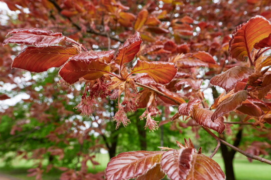 Fagus sylvatica purpurea tree