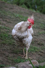 Gallina blanca en un prado de Asturias