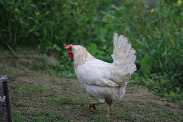 Gallina blanca en un prado de Asturias