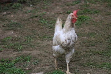 Gallina blanca en un prado de Asturias