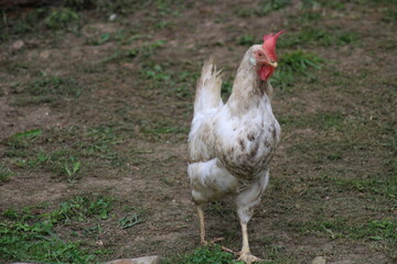 Gallina en un prado de Asturias, España