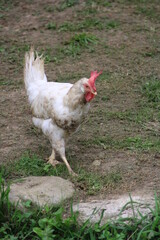 Gallina blanca en un prado de Asturias