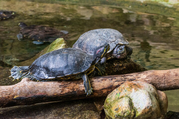 Obraz premium Schildkröte im Zoo