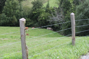 Fototapeta premium Valla de alambre con pilares de madera